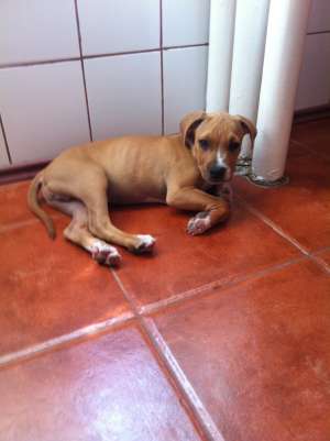 Vand Pui Amstaff