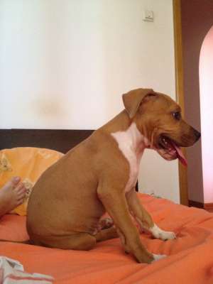 Vand Pui Amstaff