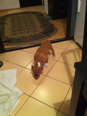 Vand Pui Amstaff