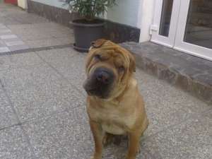 Donez catel shar pei