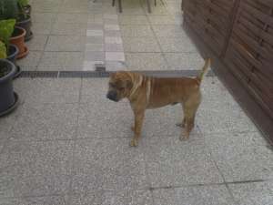 Donez catel shar pei