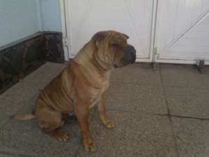 Donez catel shar pei