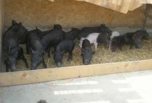 Vand porci vietnamezi