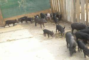 Vand porci vietnamezi