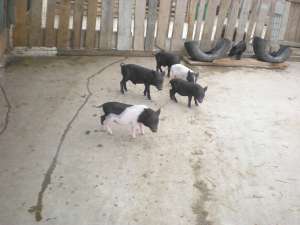 Vand porci vietnamezi