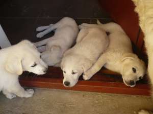 Puiuti de golden retriever de vanzare