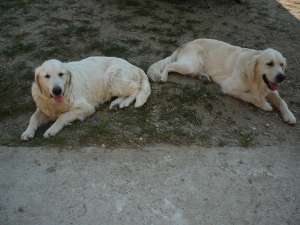 Puiuti de golden retriever de vanzare