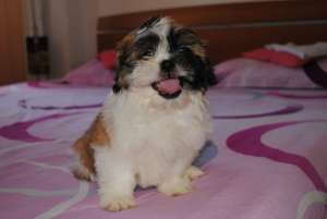 Shih tzu