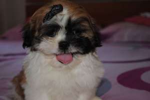 Shih tzu