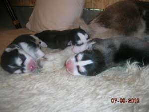 Prenotrez catelusi husky siberian