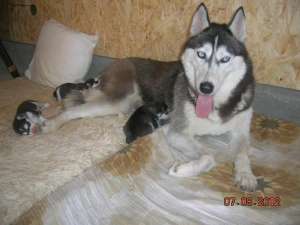 Prenotrez catelusi husky siberian