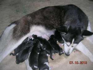 Prenotrez catelusi husky siberian