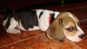vand pui beagle fetita superba
