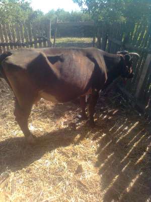 vand vaca baltata bruna 25mil neociabil urgent
