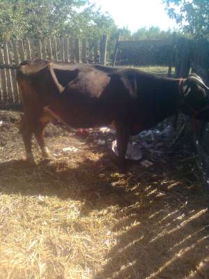 vand vaca baltata bruna 25mil neociabil urgent