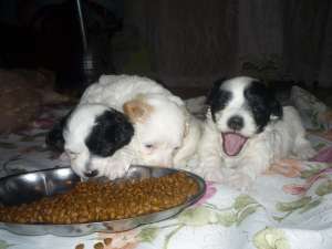 Bichon catelusi 450ron
