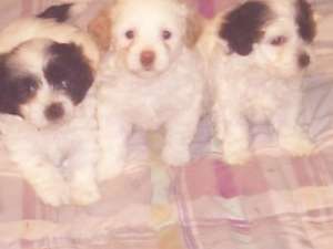 Bichon catelusi 450ron