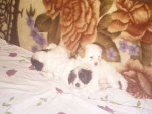 Bichon catelusi 450ron