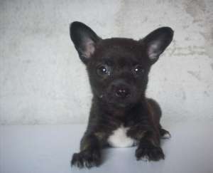 Chihuahua toy negru