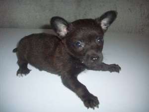 Chihuahua toy negru