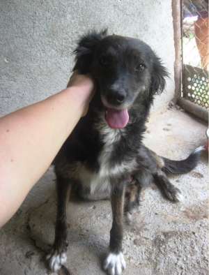 Ofer spre adoptie o catea superba!