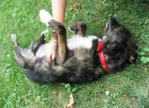 Ofer spre adoptie o catea superba!