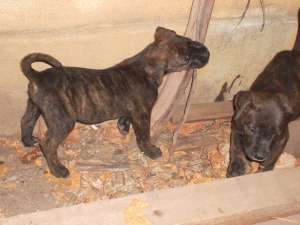 vand catei presa canario