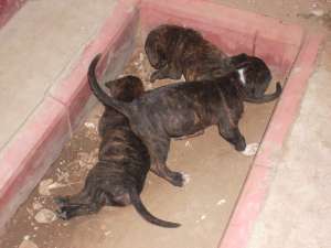 vand catei presa canario