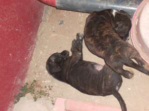 vand catei presa canario