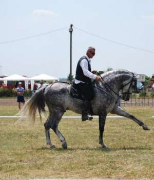 Armasar andalus