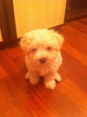 Bichon malteze fetita 1 luna si o saptamana