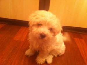 Bichon malteze fetita 1 luna si o saptamana