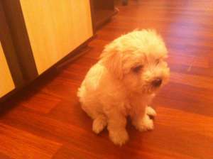 Bichon malteze fetita 1 luna si o saptamana