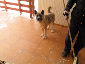 Vand Akita Inu