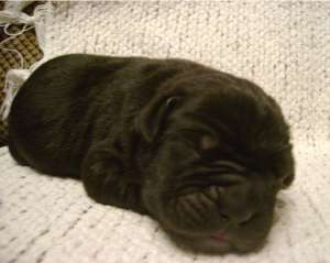 Prenotez cane corso rasa pura din parinti deosebiti