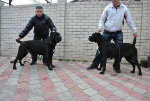 Prenotez cane corso rasa pura din parinti deosebiti