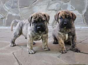 pui presa canario(pero de presa canario)