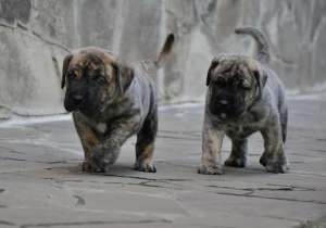 pui presa canario(pero de presa canario)