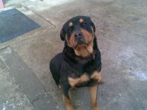 Ofer pentru MONTA mascul ROTTWEILER talie URIASA