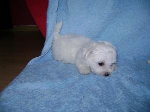vand pui bichon maltez