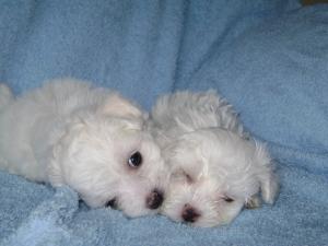 vand pui bichon maltez