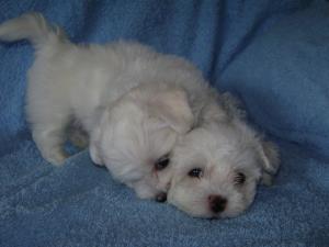 vand pui bichon maltez