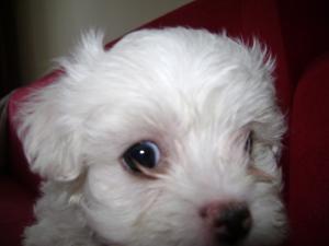 vand pui bichon maltez