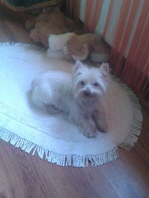 Caut monta pentru Westie terier