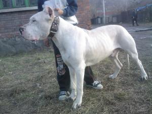 Mascul Dog Argentinian disponibil pt monta