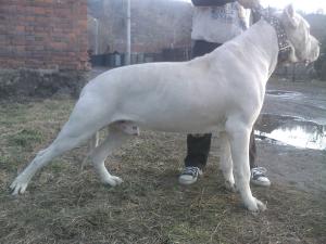 Mascul Dog Argentinian disponibil pt monta