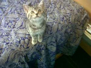 vand pisoi british shorthaire