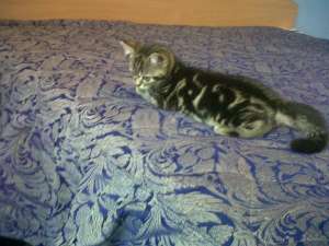 vand pisoi british shorthaire