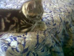 vand pisoi british shorthaire