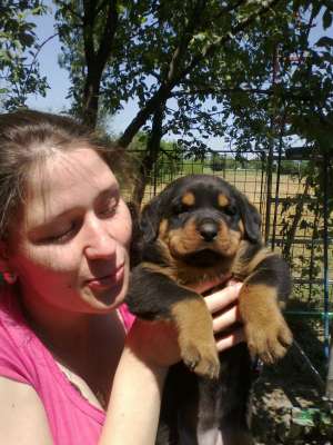 vand catei rottweiler